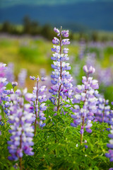 Flowers in Alaska
