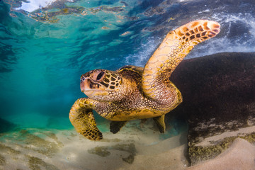 Obraz premium An endangered Hawaiian Green Sea Turtle cruises in the warm waters of the Pacific Ocean in Hawaii.