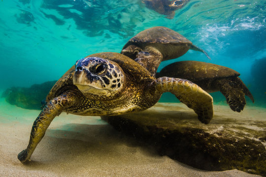 An endangered Hawaiian Green Sea Turtle cruises in the warm waters of the Pacific Ocean in Hawaii.