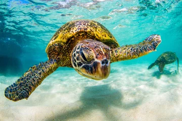 Papier Peint photo autocollant Tortue Une tortue de mer verte hawaïenne en voie de disparition navigue dans les eaux chaudes de l& 39 océan Pacifique à Hawaï.