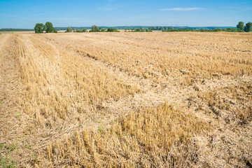 Atumnal stubble field with trees in the background 