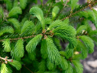 Young fluffy green spruce sprouts, fir-tree branches.