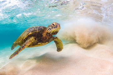 An endangered Hawaiian Green Sea Turtle cruises in the warm waters of the Pacific Ocean in Hawaii.