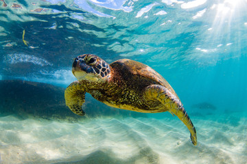 An endangered Hawaiian Green Sea Turtle cruises in the warm waters of the Pacific Ocean in Hawaii.