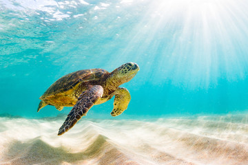 Eine vom Aussterben bedrohte hawaiianische Grüne Meeresschildkröte kreuzt in den warmen Gewässern des Pazifischen Ozeans auf Hawaii.