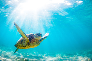 Naklejka premium An endangered Hawaiian Green Sea Turtle cruises in the warm waters of the Pacific Ocean in Hawaii.