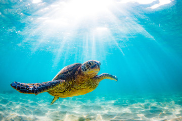 Obraz premium An endangered Hawaiian Green Sea Turtle cruises in the warm waters of the Pacific Ocean in Hawaii.