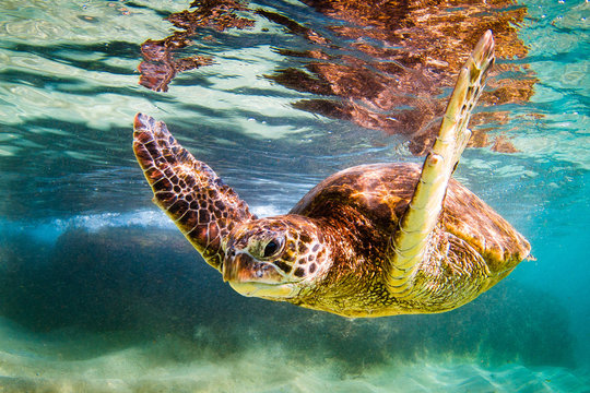 An endangered Hawaiian Green Sea Turtle cruises in the warm waters of the Pacific Ocean in Hawaii.