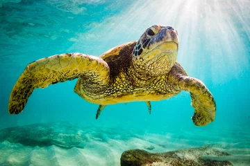 Poster Tortue Une tortue de mer verte hawaïenne en voie de disparition navigue dans les eaux chaudes de l& 39 océan Pacifique à Hawaï.