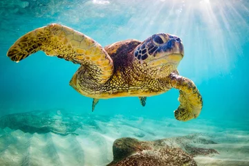 Foto op Canvas Een bedreigde Hawaiiaanse groene zeeschildpad cruises in de warme wateren van de Stille Oceaan in Hawaï. © shanemyersphoto