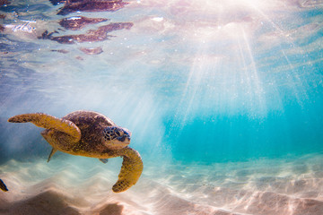 Une tortue de mer verte hawaïenne en voie de disparition navigue dans les eaux chaudes de l& 39 océan Pacifique à Hawaï.