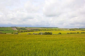 Fototapeta premium patchwork fields in the yorkshire wolds