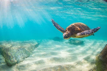Papier Peint photo autocollant Tortue Tortue verte hawaïenne en voie de disparition nageant dans les eaux chaudes de l& 39 océan Pacifique à Hawaï