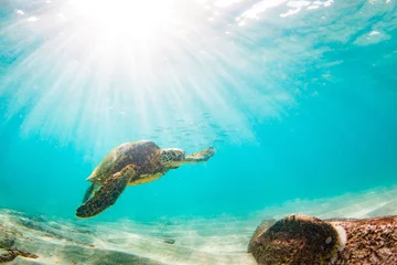 Photo sur Plexiglas Tortue Tortue de mer verte hawaïenne en voie de disparition nageant dans les eaux chaudes de l& 39 océan Pacifique à Hawaï