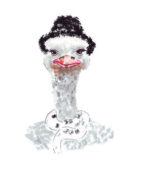 Illustration sketch vertical color portrait of a ostrich in a fluffy hat and scarf isolated on white background
