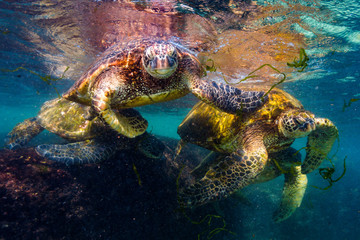 Obraz premium Endangered Hawaiian Green Sea Turtle swimming in the warm waters of the Pacific Ocean in Hawaii