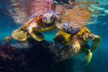 Cercles muraux Tortue Endangered Hawaiian Green Sea Turtle swimming in the warm waters of the Pacific Ocean in Hawaii