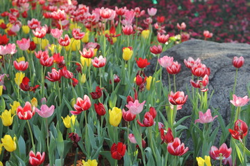 Tulip. Flower field of colorful tulips in spring. Colorful tulips in the garden, Fresh blooming tulips in the spring garden. Spring landscape. Tulip Flower Field.