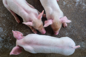 Small piglet in the farm. Pig indoor on a farm yard in Thailand. swine in the stall. Close up eyes and blur.
