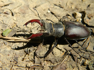 Adult stag beetle, Lucanus cervus in nature .       