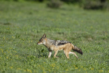 Fototapeta premium Black Backed Jackal on the hunt, Addo Elephant National Park