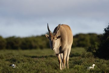 Common Eland grazing, Addo Elephant National Park