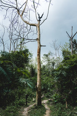 Fototapeta premium Dry tree in the forest.