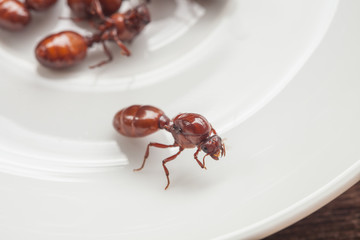 subterranean ants roast is clean food in local cuisine of Thai, Northern style food, Lanna style food