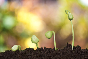 New Young plant growing in the creamy light and green nature bokeh background , business financial...