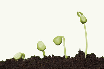 stock image of the small plant growing on white background.