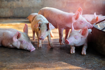 Small piglet in the farm. Pig indoor on a farm yard in Thailand. swine in the stall. Close up eyes and blur.