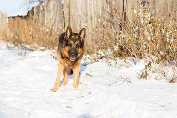 Dog german shepherd in a village in a winter