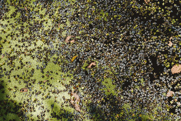 Duckweed and dry flowers.