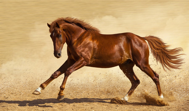 Fototapeta A red horse gallops across the sand.