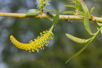 Ants - Inspection of the workplace