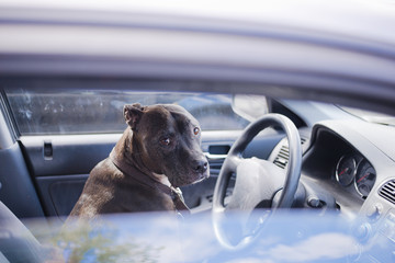 Dog unhappy to sit behind the wheel of car on-site host