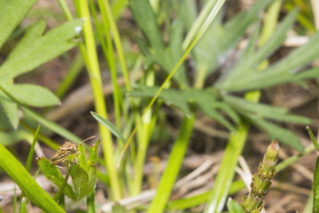 Brown beetle on a leaf