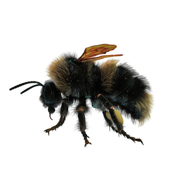 bumblebee isolated on white. 3D illustration