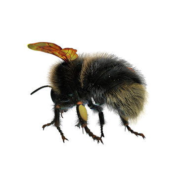 bumblebee isolated on white. 3D illustration