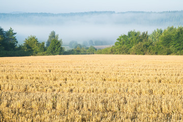 Atumnal stubble field with trees in the background 