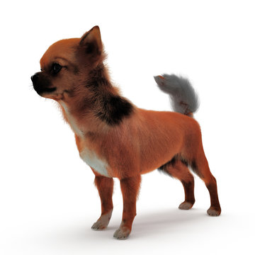 adult chihuahua on white. 3D illustration