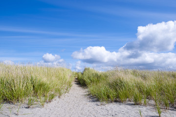 Juicy green grass on sand dunes on background of clouds