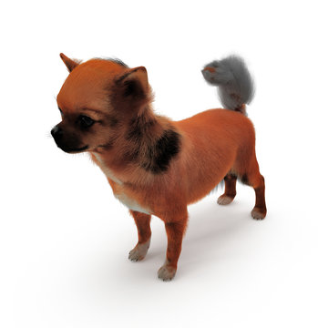 adult chihuahua on white. 3D illustration