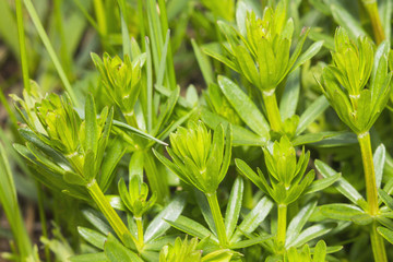 Obraz premium Green plants 1