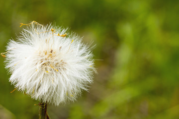 White dandelion 3