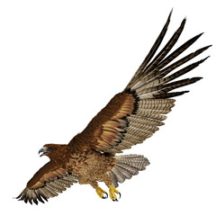 Obraz na płótnie Canvas Gurney Eagle on white. 3D illustration