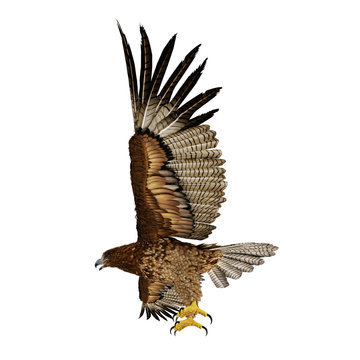 Gurney Eagle on white. Side view. 3D illustration