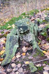 Stump with green moss.
