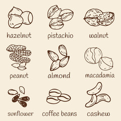 Set of hand-drawn nuts isolated.  Organic farm illustration. Healthy lifestyle vector design elements. Nut icons.