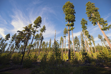 Rare forest with a small crown of trees